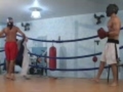 Brazilian Boxers