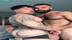 Persian Alpha Wolf Alphatopwolf22 pounds Gustavo Escobedo Thatmexaguy