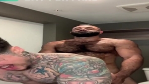 Persian Alpha Wolf Alphatopwolf22 pounds Gustavo Escobedo Thatmexaguy